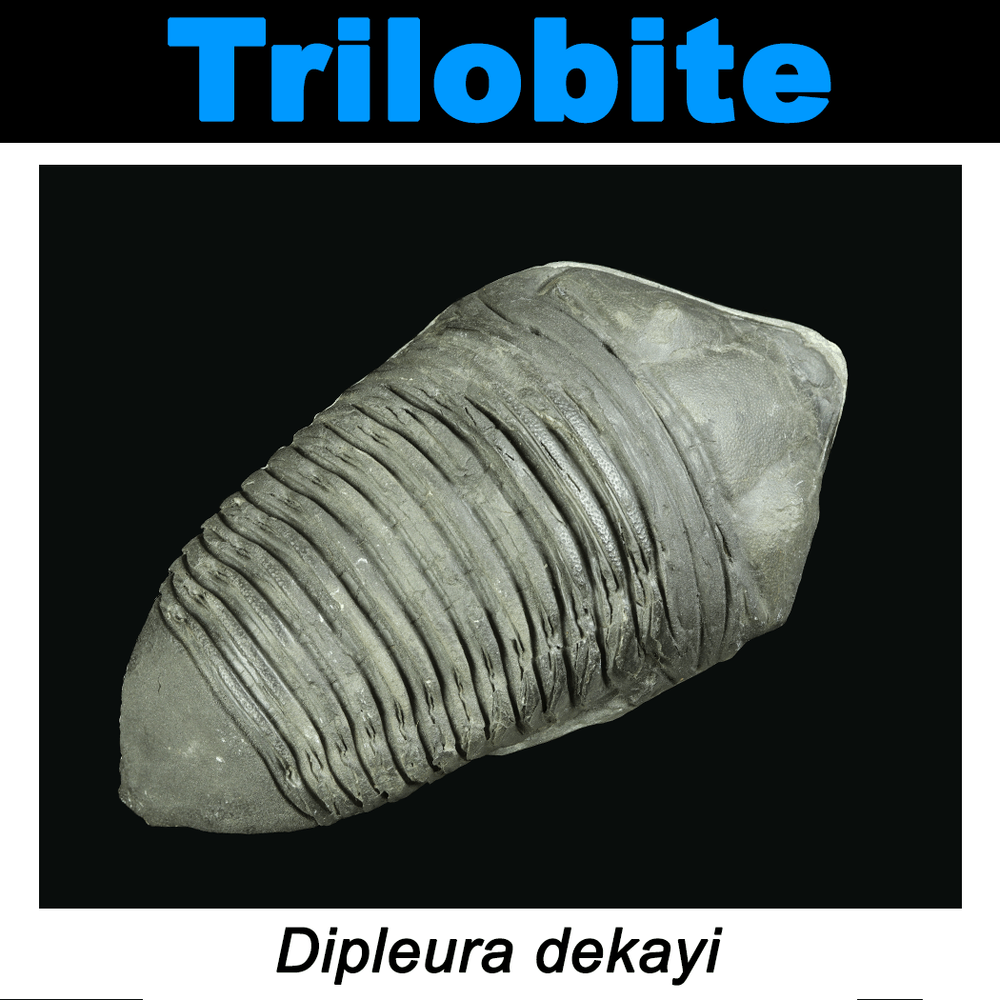 FossilCard5A-Trilobite-Dipleura_dekayi-PRI104039.png