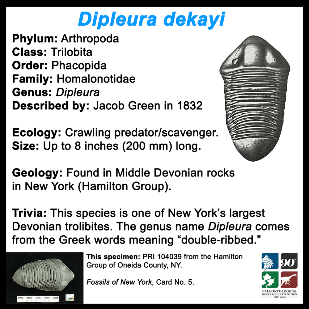 FossilCard5B-Trilobite-Dipleura_dekayi-PRI104039.png