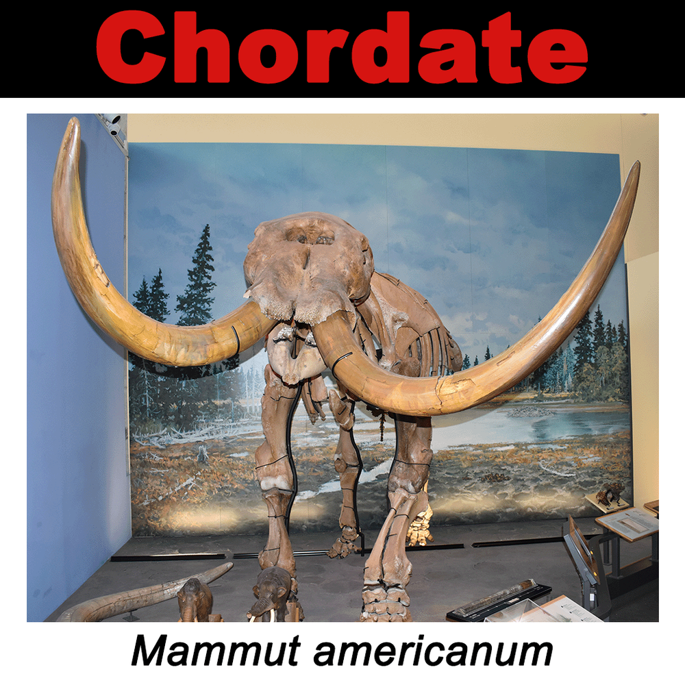 FossilCard6A-Chordate-Mammut_americanum-PRI49820.png