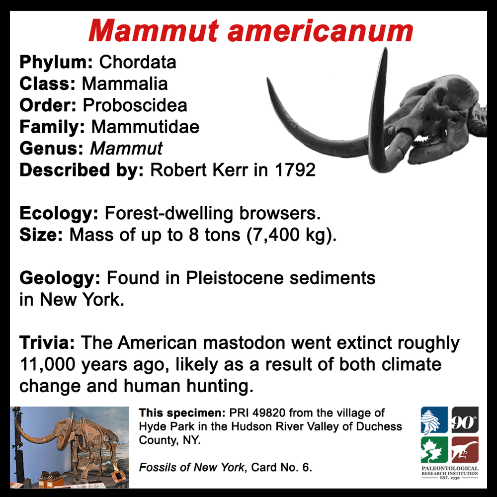 FossilCard6B-Chordate-Mammut_americanum_PRI49820.png