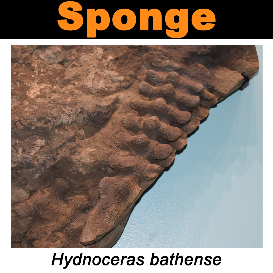 FossilCard7A-Sponge-Hydnoceras_bathense_PRI50581.png