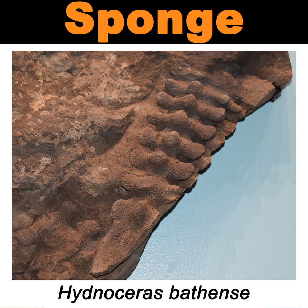 FossilCard7A-Sponge-Hydnoceras_bathense_PRI50581.png