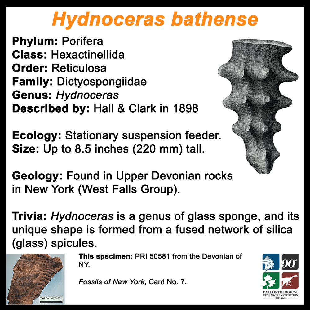 FossilCard7B-Sponge-Hydnoceras_bathense_PRI50581.png