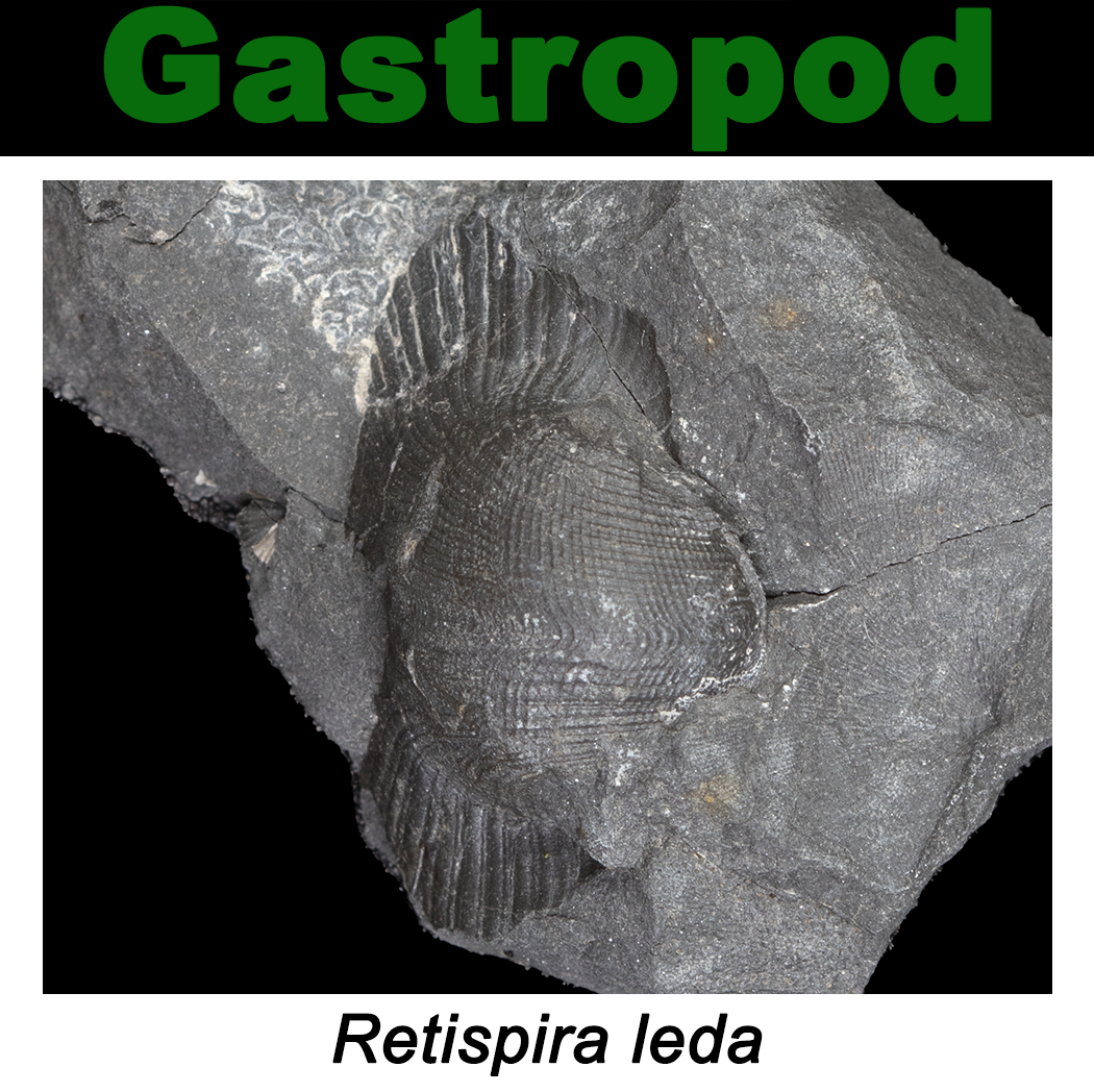 FossilCard8A-Gastropod-Retispira_leda-PRI103961.png