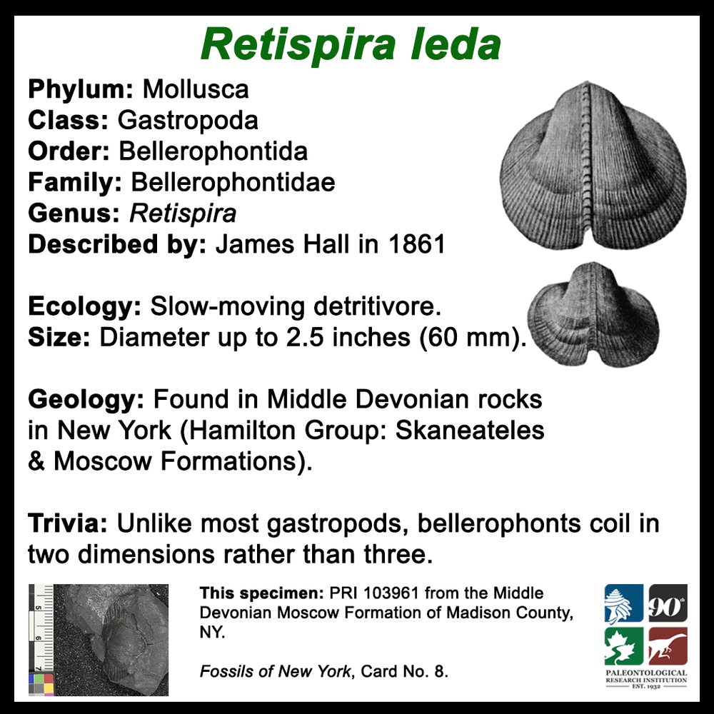 FossilCard8B-Gastropod-Retispira_leda-PRI103961.png