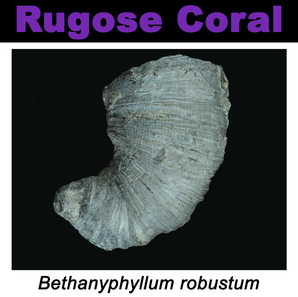 FossilCard9A-Cnidaria-Bethanyphyllum_robustum-PRI83104.png