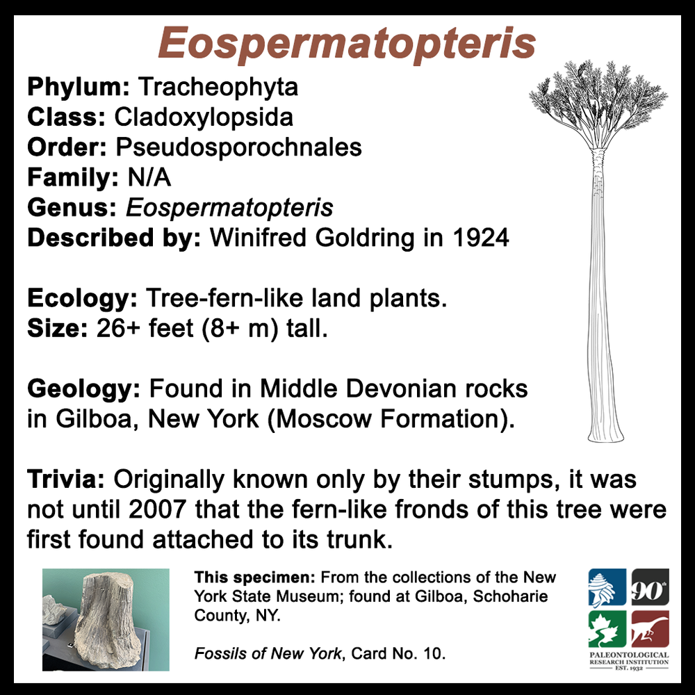 FossilCard10B-Eospermatopteris.png