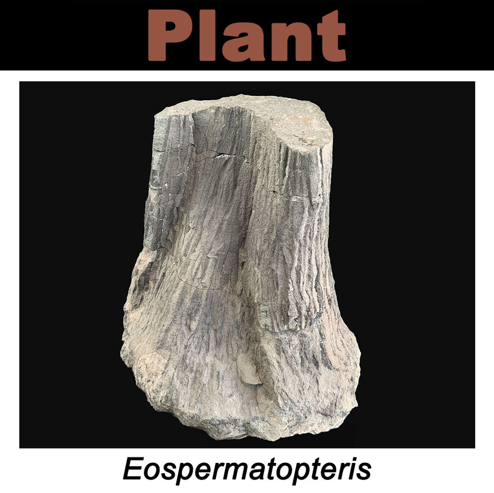FossilCard10A-Eospermatopteris.png