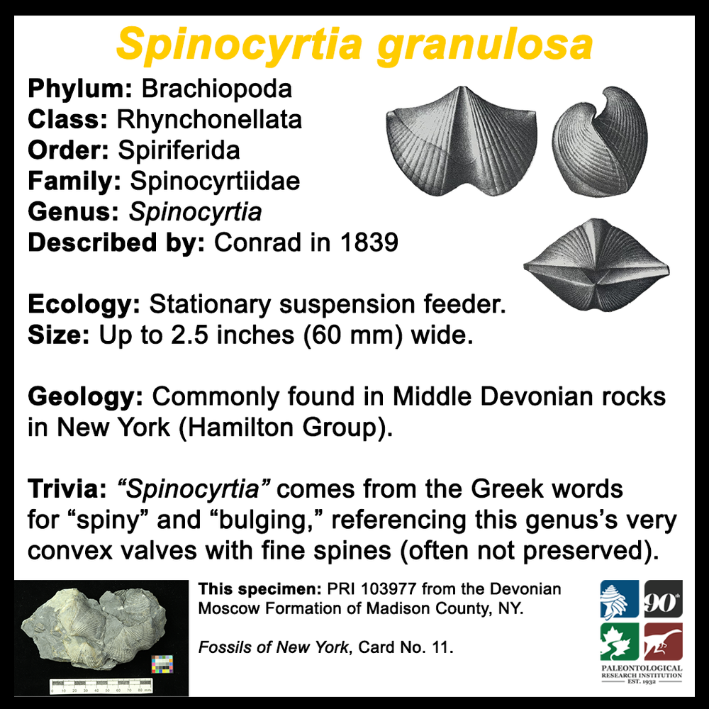 FossilCard11B_Spinocyrtia-granulosa_PRI103977.png