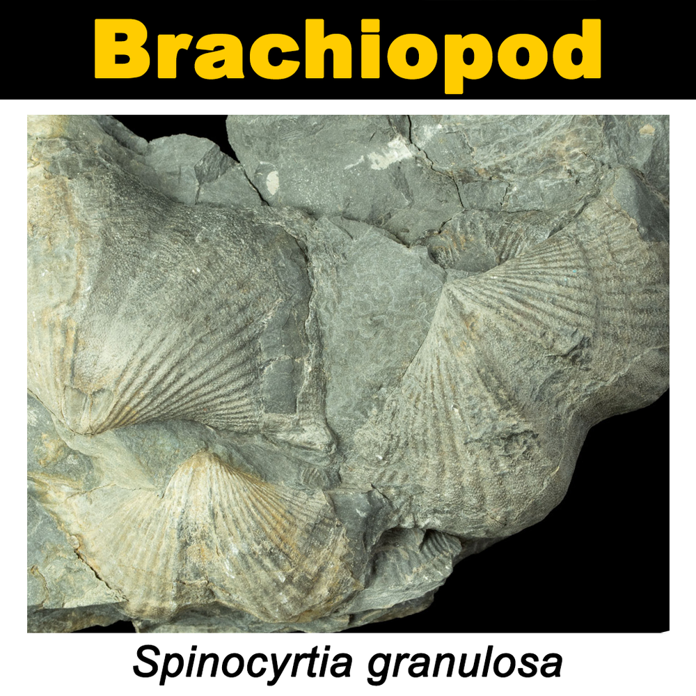 FossilCard11A_Spinocyrtia-granulosa_PRI103977.png
