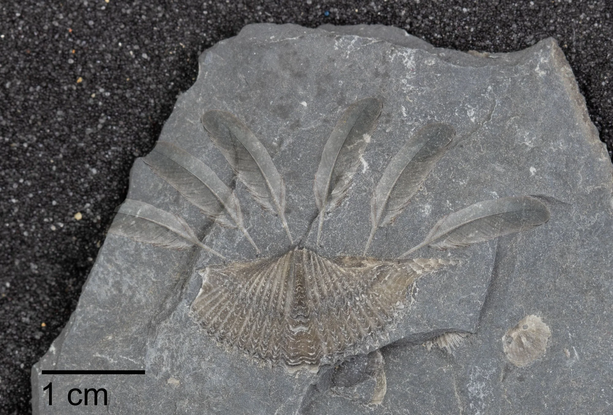 PRI announces discovery of feathered brachiopod fossil