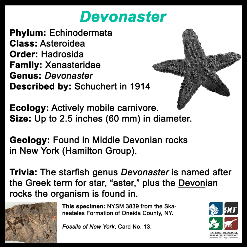 FossilCard13B_Devonaster_NYSM 3839.png