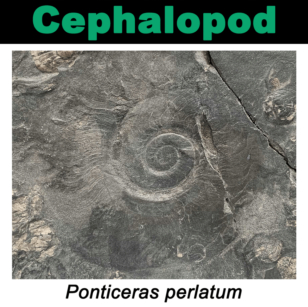 FossilCard14A_Ponticeras-perlatum_PRI108381.png