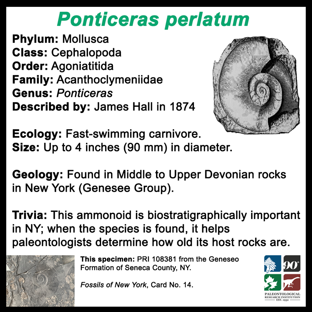 FossilCard14B_Ponticeras-perlatum_PRI108381.png