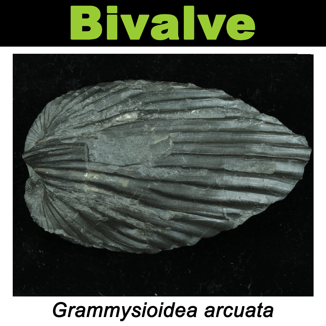 FossilCard15A_Grammysioidea-arcuata_PRI68111.png