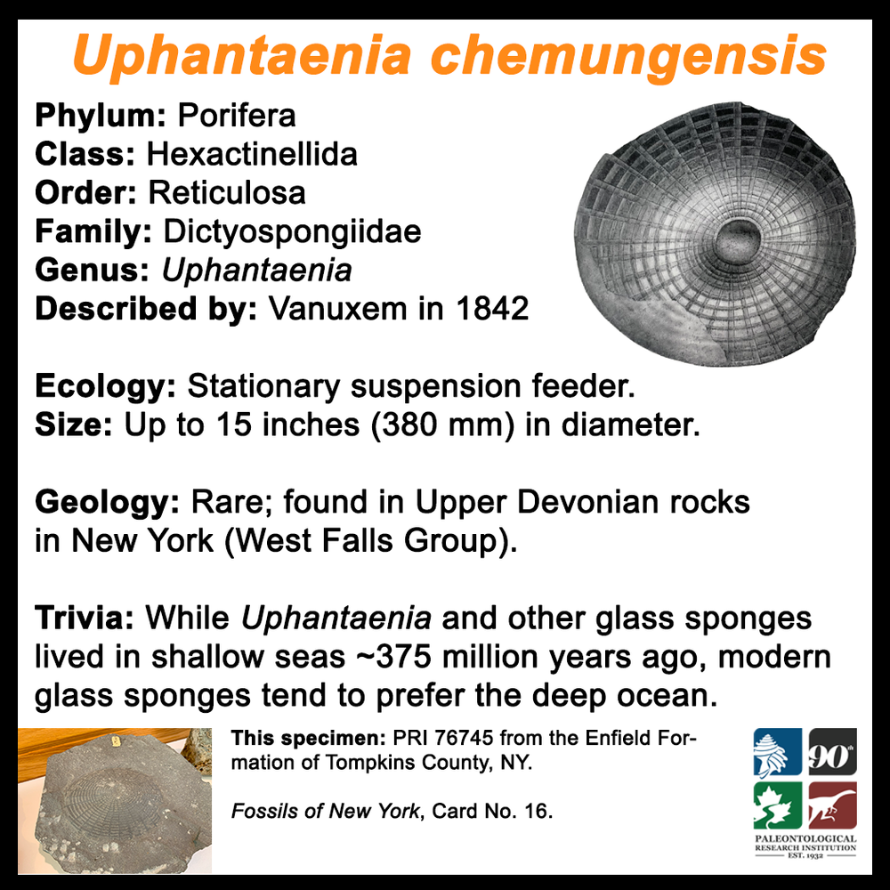 FossilCard16B_Uphantaenia-chemungensis_PRI76745.png