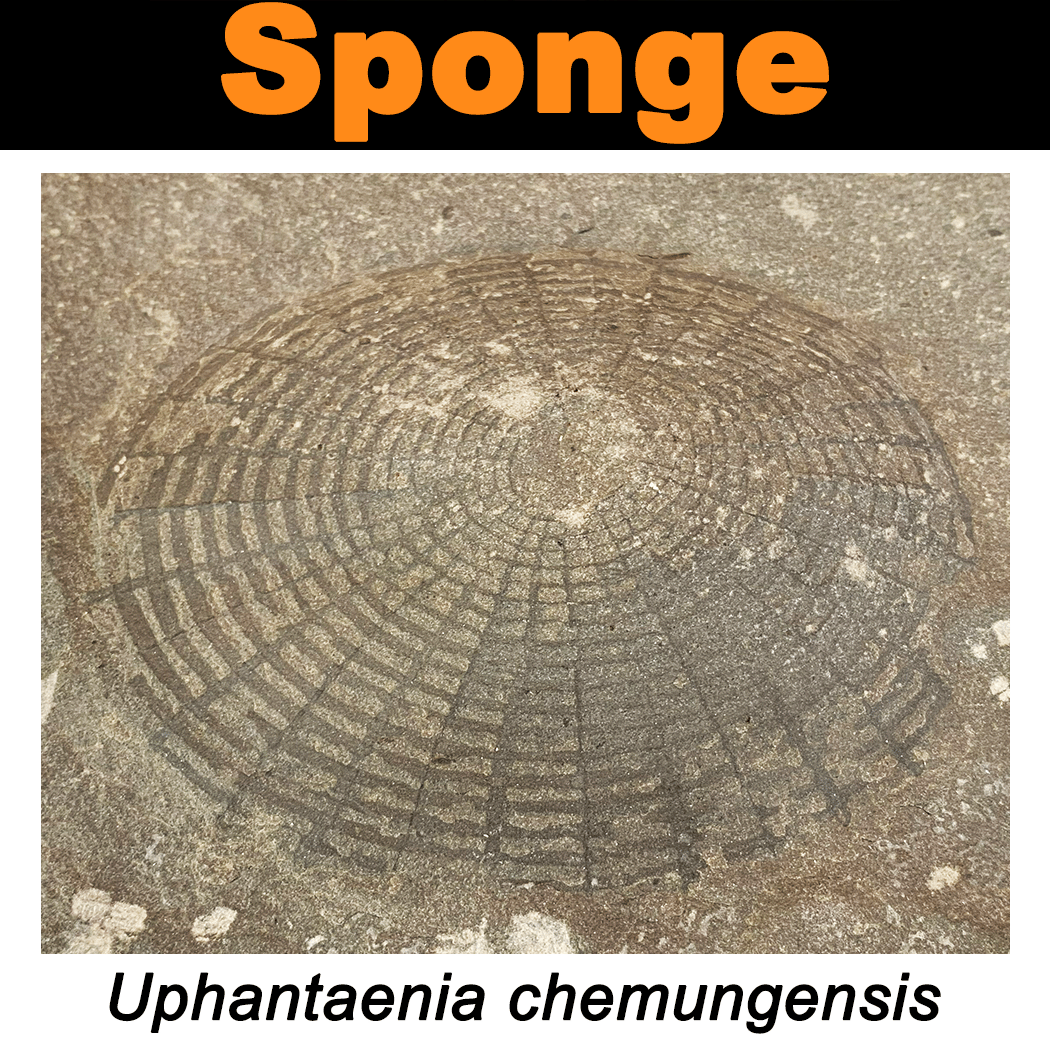 FossilCard16A_Uphantaenia-chemungensis_PRI76745.png