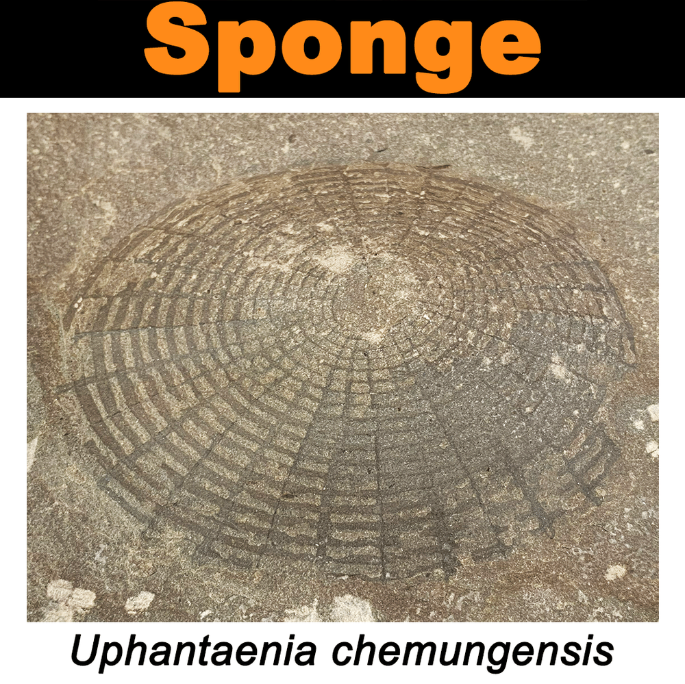 FossilCard16A_Uphantaenia-chemungensis_PRI76745.png