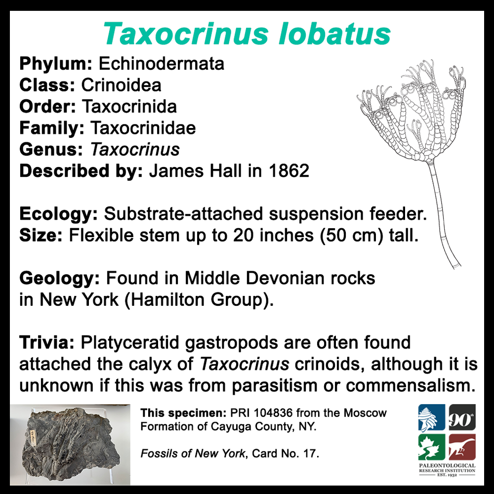 FossilCard17B_Taxocrinus-lobatus_PRI104836.png