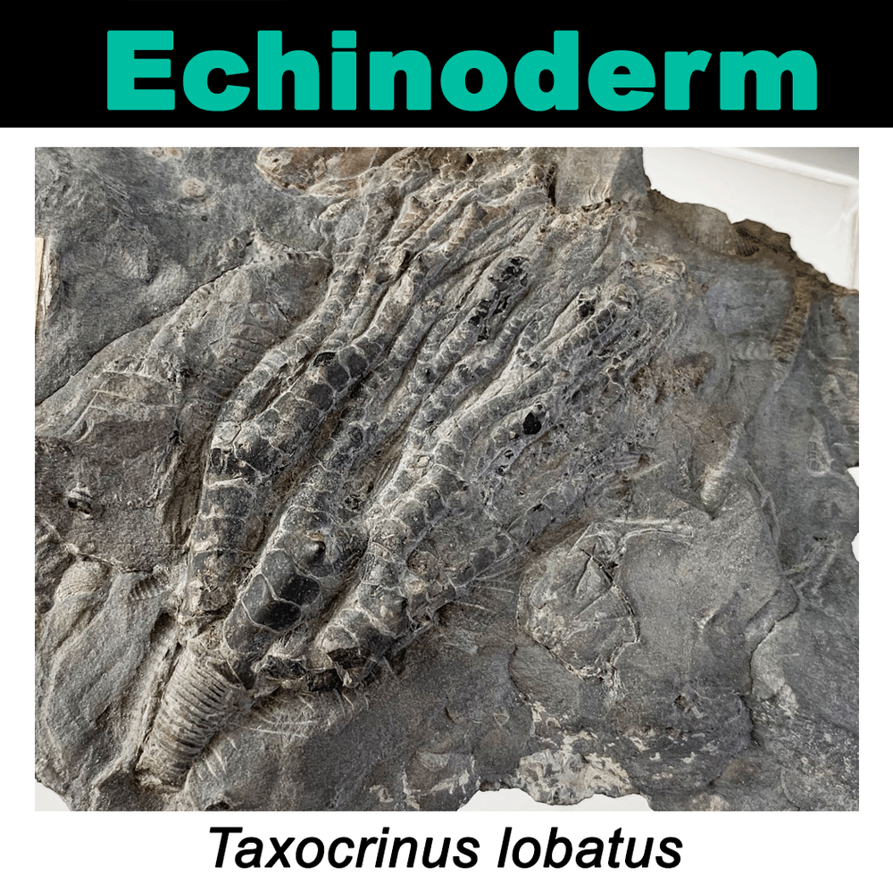 FossilCard17A_Taxocrinus-lobatus_PRI104836.png