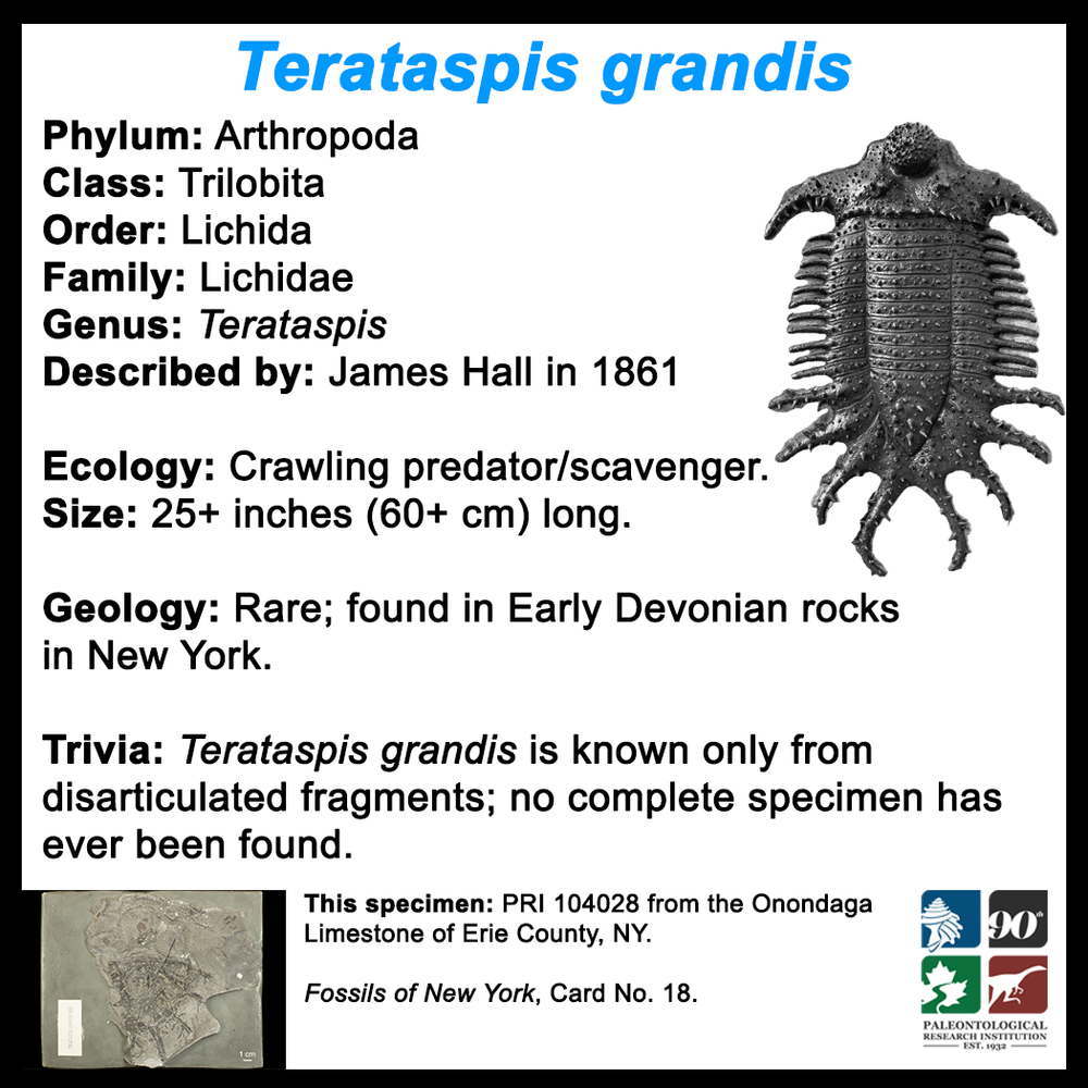 FossilCard18B-Terataspis_grandis-PRI104028.png