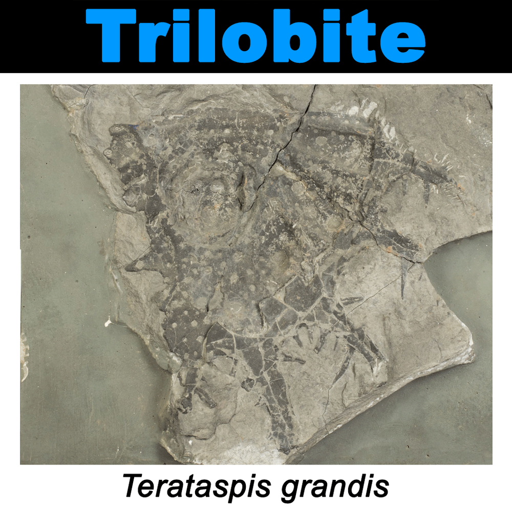 FossilCard18A-Terataspis_grandis-PRI104028.png