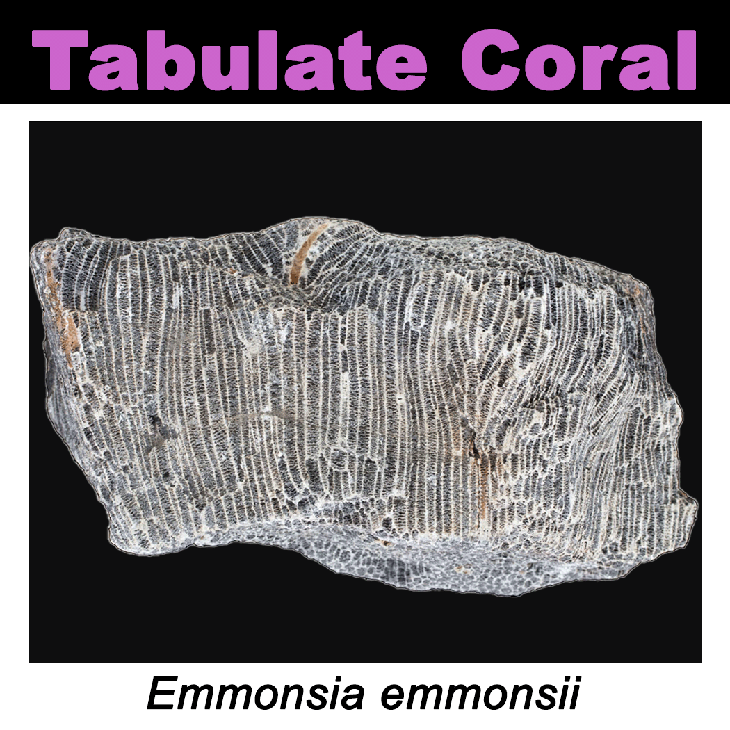 FossilCard-19A_Emmonsia-emmonsii_PRI76736.png