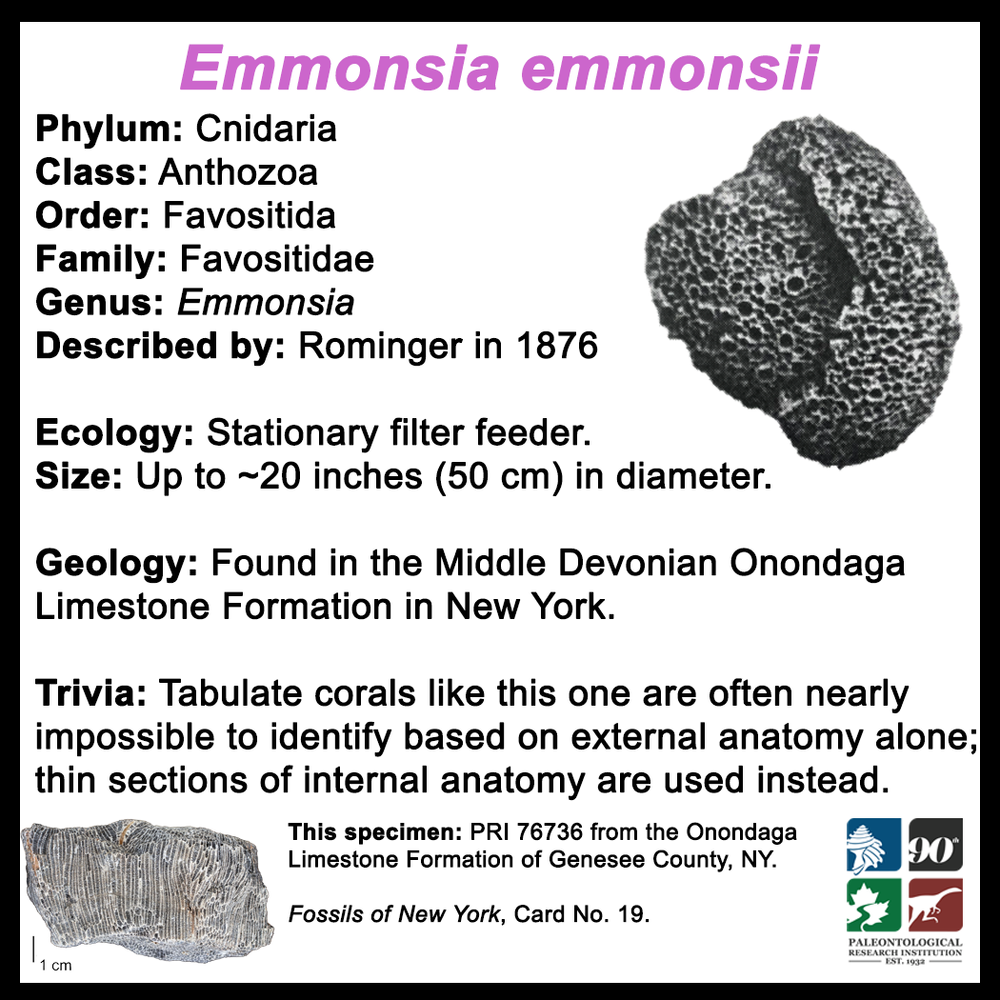FossilCard-19B_Emmonsia-emmonsii_PRI76736.png