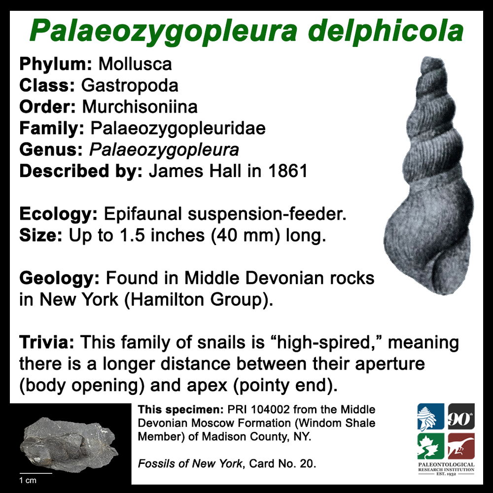 FossilCard20B-Palaeozygopleura_delphicola-PRI104002.png