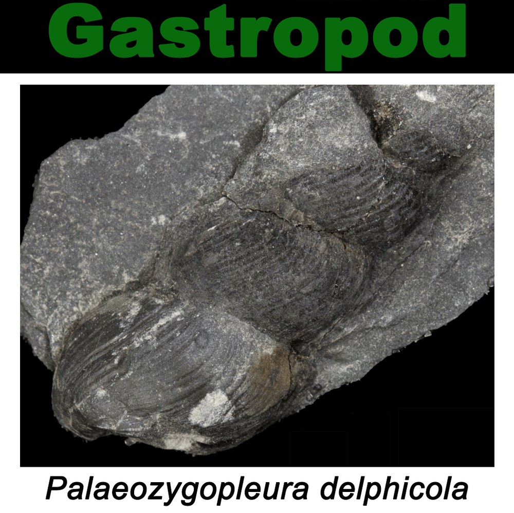 FossilCard20A-Palaeozygopleura_delphicola-PRI104002.png