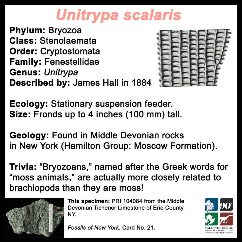 FossilCard21B_Bryozoan_Unitrypa-scalaris_PRI104084.png