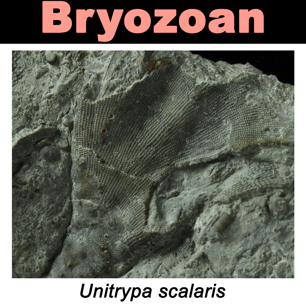 FossilCard21A_Bryozoan_Unitrypa-scalaris_PRI104084.png