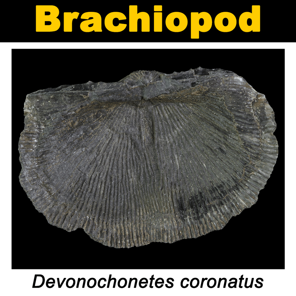 FossilCard22A-Devonochonetes_coronatus-PRI104107.png