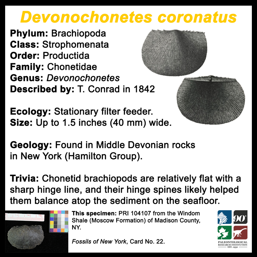 FossilCard22B-Devonochonetes_coronatus-PRI104107.png