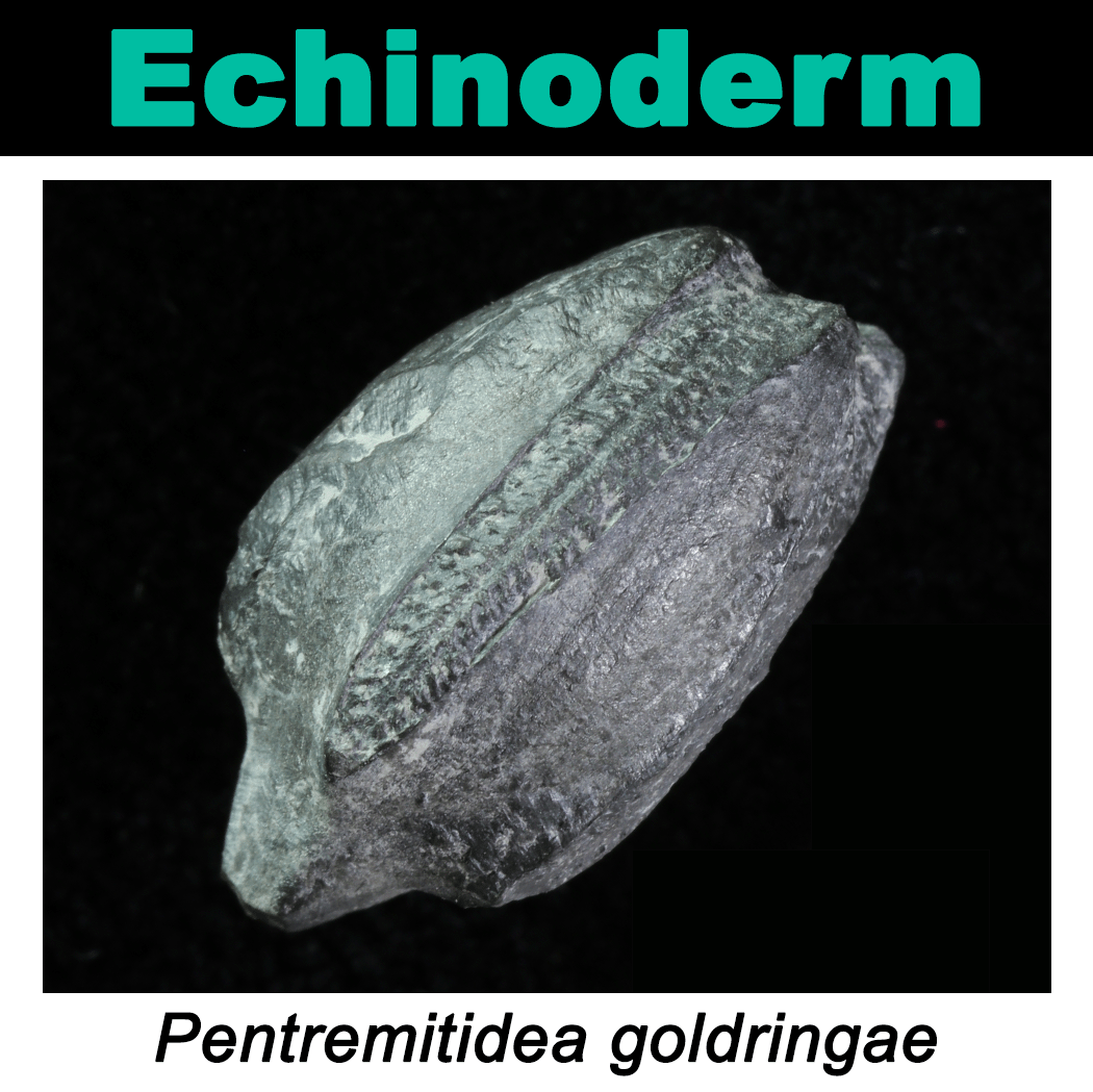 FossilCard23A_Pentremitidea-goldringae_PRI104096.png