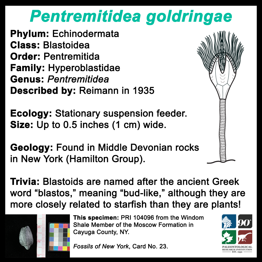 FossilCard23B_Pentremitidea-goldringae_PRI104096.png