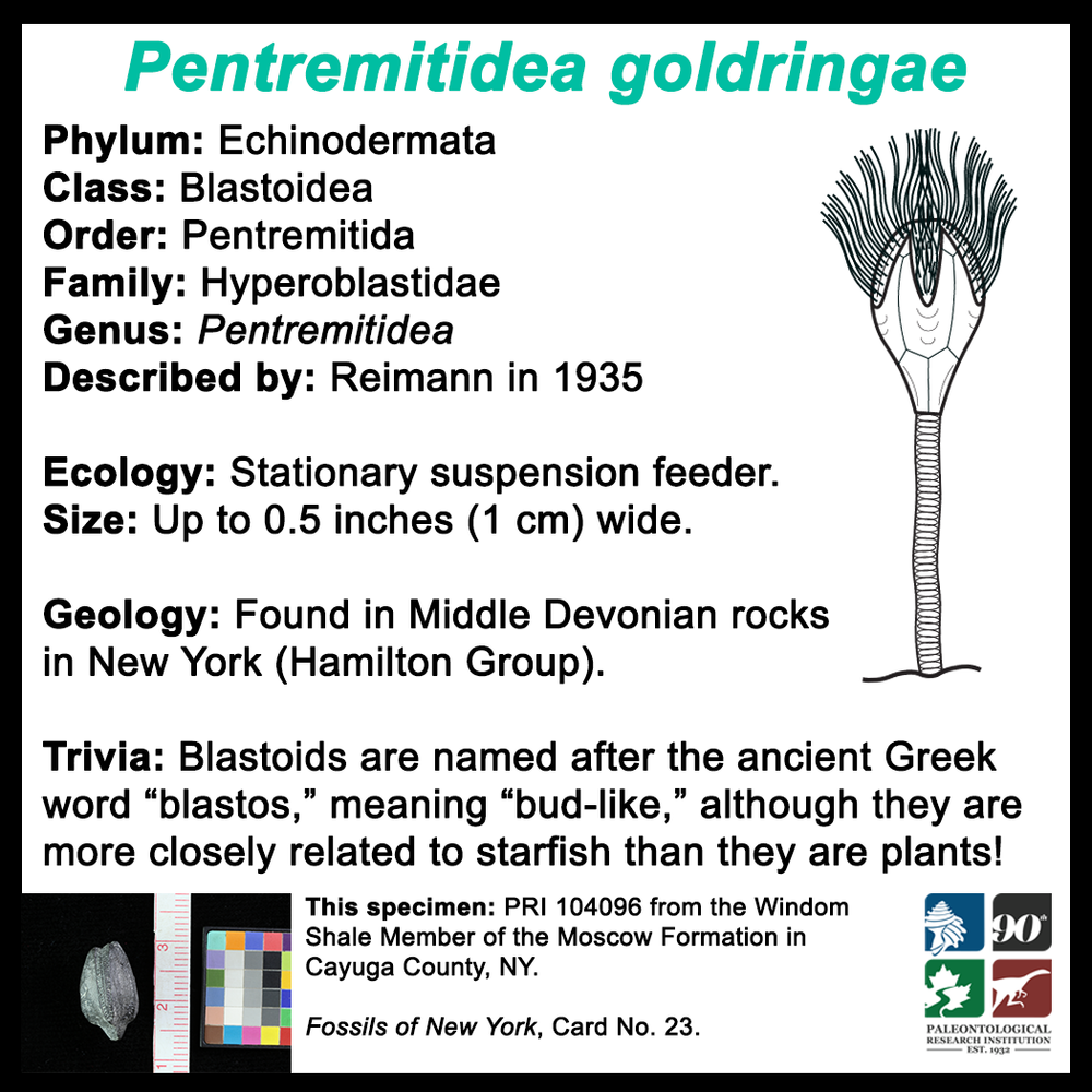 FossilCard23B_Pentremitidea-goldringae_PRI104096.png