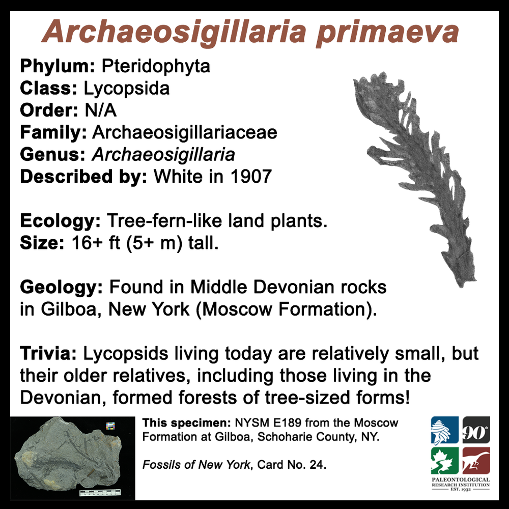 FossilCard24B-Archaeosigillaria_primaeva-NYSM-E189.png