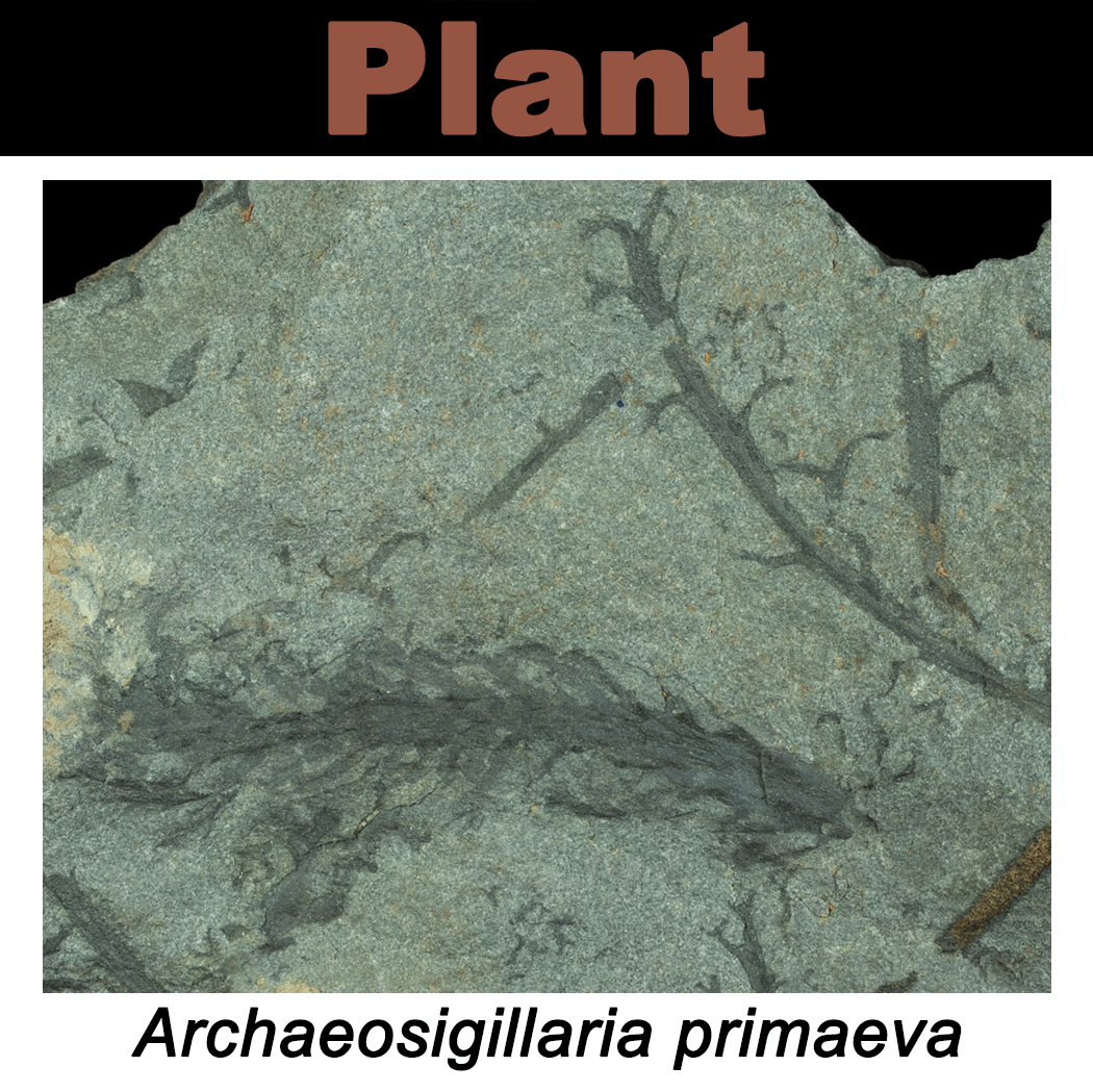 FossilCard24A-Archaeosigillaria_primaeva-NYSM-E189.png