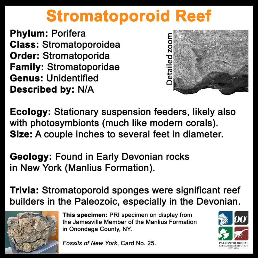 FossilCard25B_Stromatoporoid-Reef-Dev-Exhibit.png