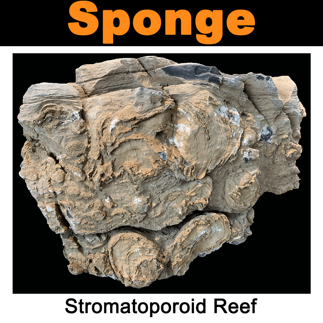 FossilCard25A_Stromatoporoid-Reef-Dev-Exhibit.png