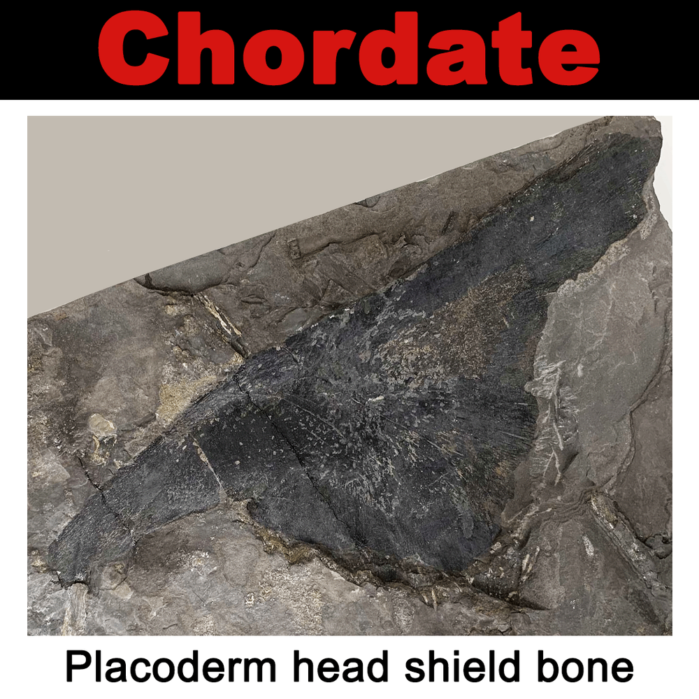 FossilCard27A-Chordate-Placoderm-skull-piece-PRI104046.png