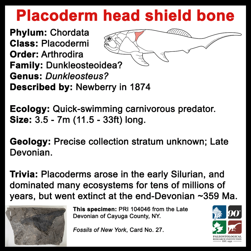 FossilCard27B-Chordate-Placoderm-skull-piece_PRI104046.png
