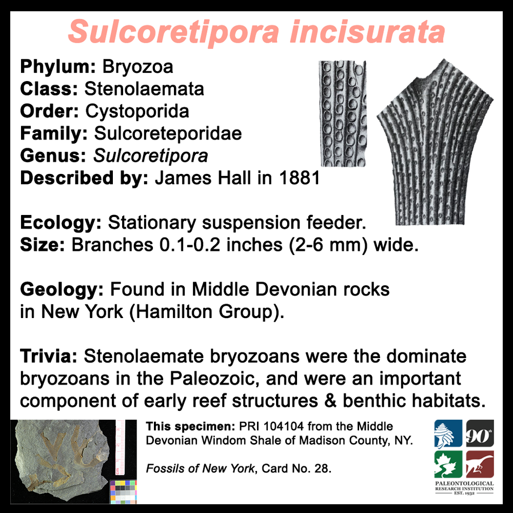 FossilCard28B-Sulcoretipora_incisurata-PRI104104.png