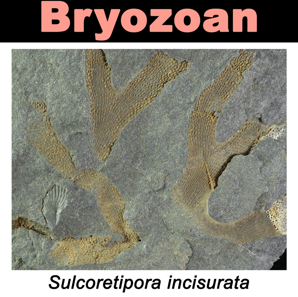 FossilCard28A_Sulcoretipora-incisurata_PRI104104.png