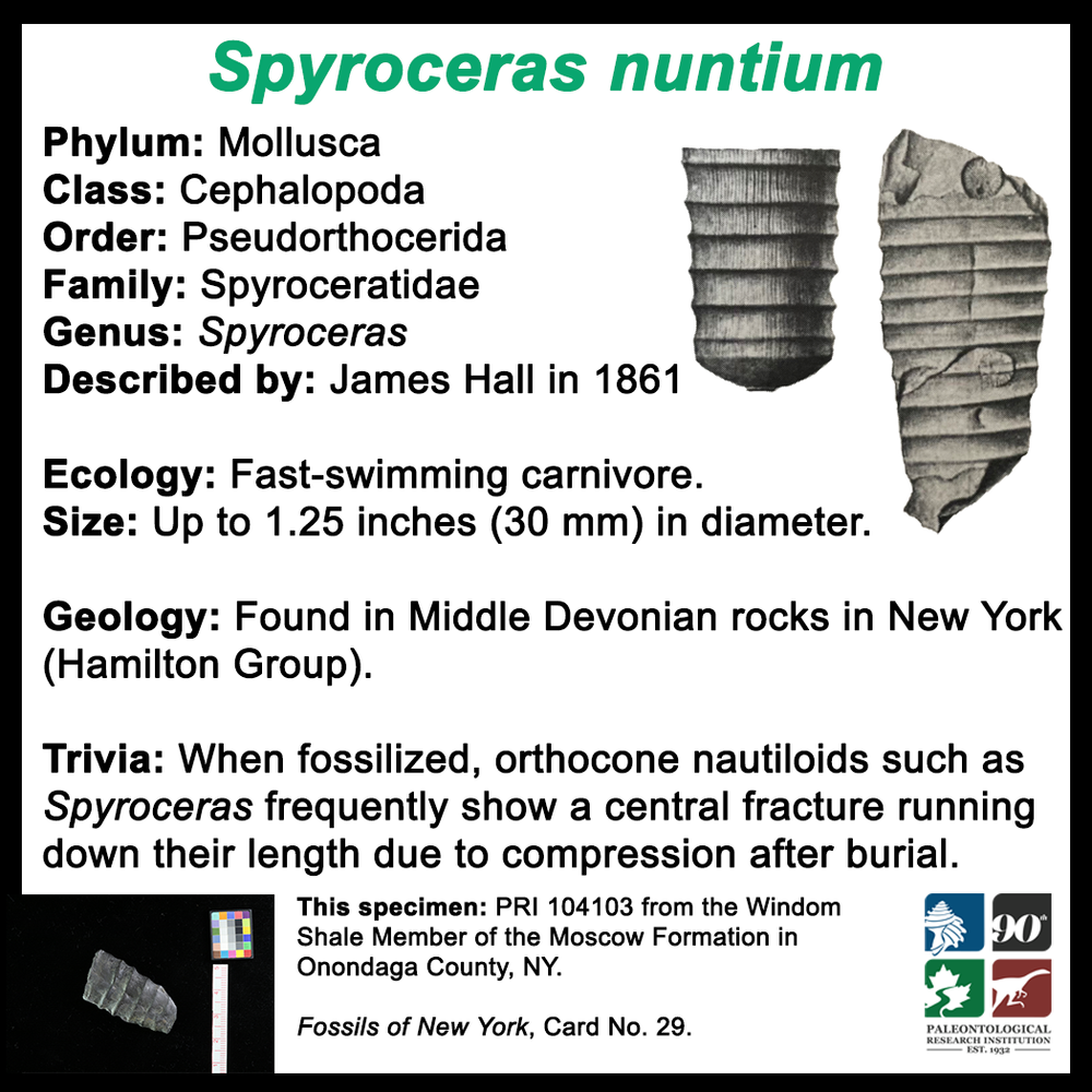 FossilCard29B_Spyroceras-nuntium_PRI104103.png