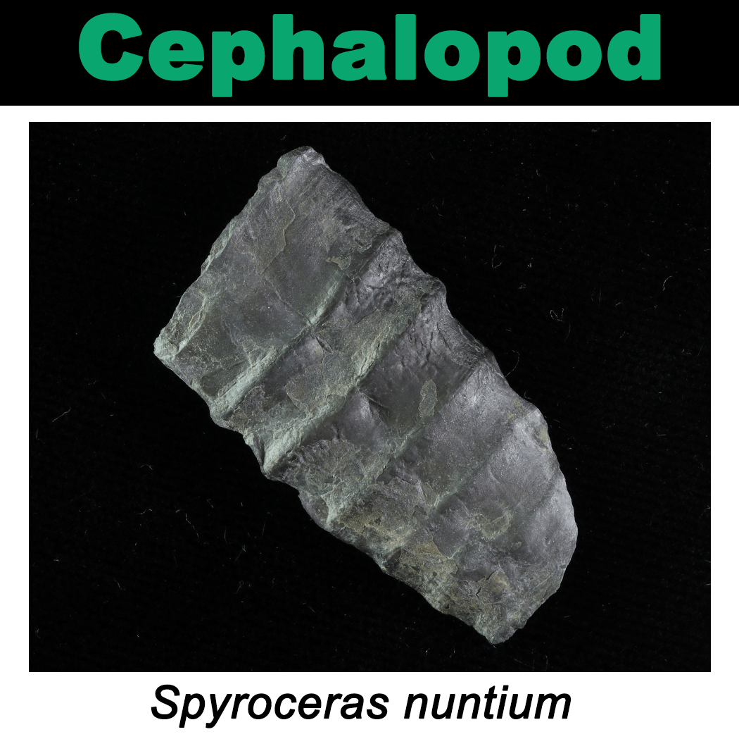 FossilCard29A_Spyroceras-nuntium_PRI104103.png