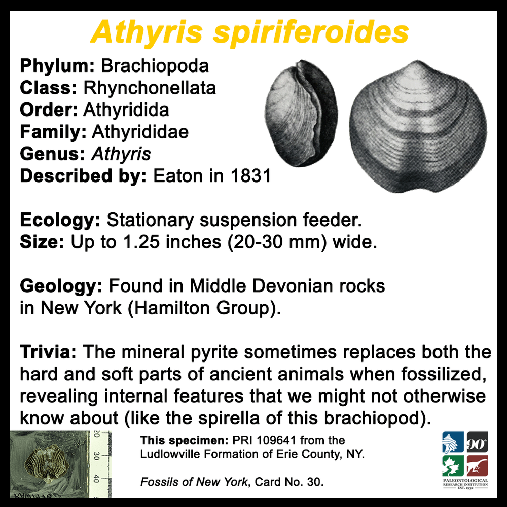 FossilCard30B-Athyris_spiriferoides-PRI109641.png