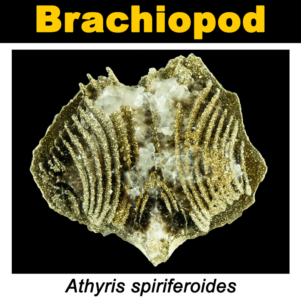 FossilCard30A-Athyris_spiriferoides-PRI109641.png