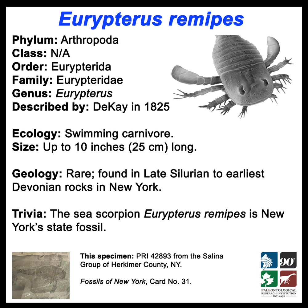 FossilCard31B-Eurypterus_remipes-PRI142893.png